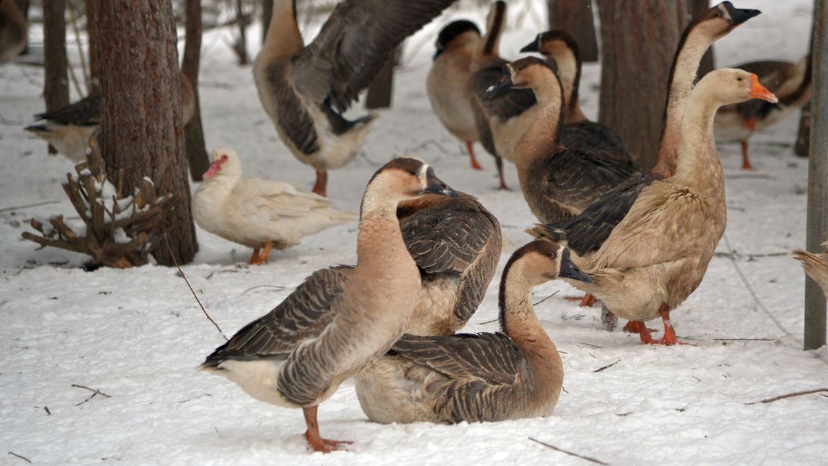 V chovu na Jindřichohradecku utratí veterináři kvůli ptačí chřipce 17 tisíc kachen
